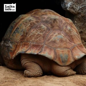 Черепаха — символ мудрости, богатства и долголетия
