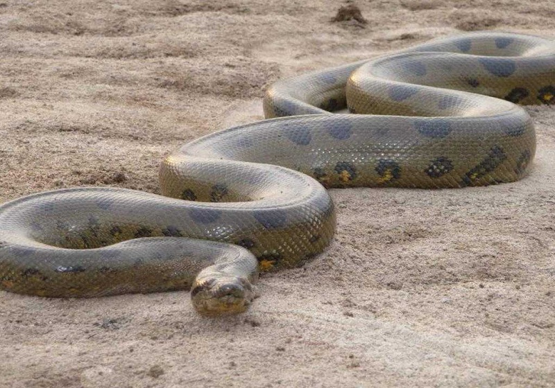Самая большая в мире змея – Азиатский сетчатый питон / The world's largest snake is the Asian reticulated Python
