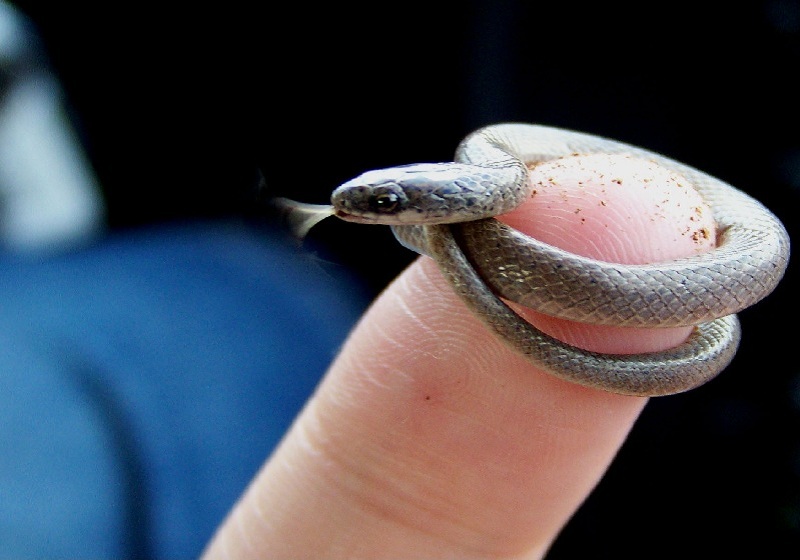 Самая маленькая в мире змея - Tetracheilostoma carlae / The world's smallest snake is Tetracheilostoma carlae