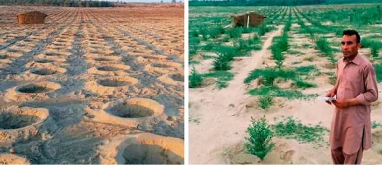 Озеленение пустынь в Пакистане / Deserts landscaping in Pakistan