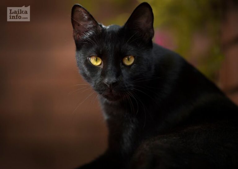 Черный кот на улице