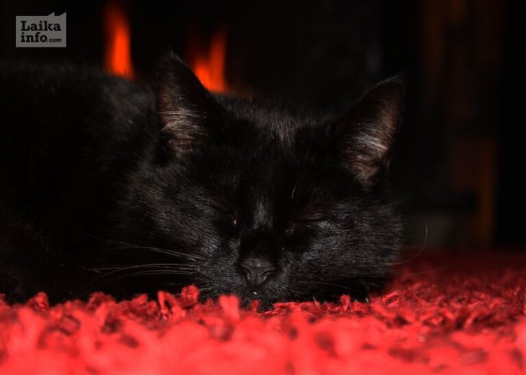 Черный кот на красном ковре