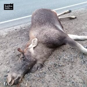 ДТП в Болотном с участием лося / Accident with moose in Bolotnoye