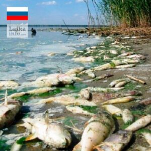 Массовая гибель рыбы на Алтае / Mass death of fish in the Altai