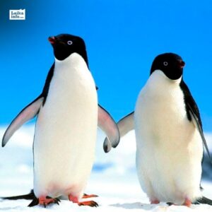 Пингвины / Penguins