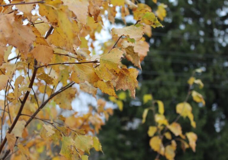 Осень и листья