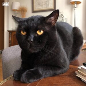 Черный кот Мотя
