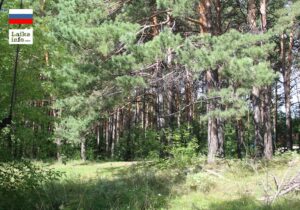 Новосибирск: Матвеевский лес