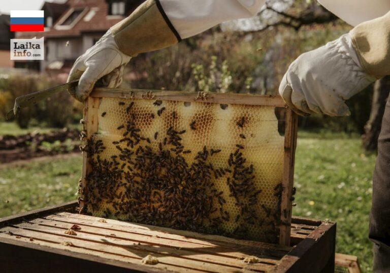 Господдержка пчеловодческим хозяйствам