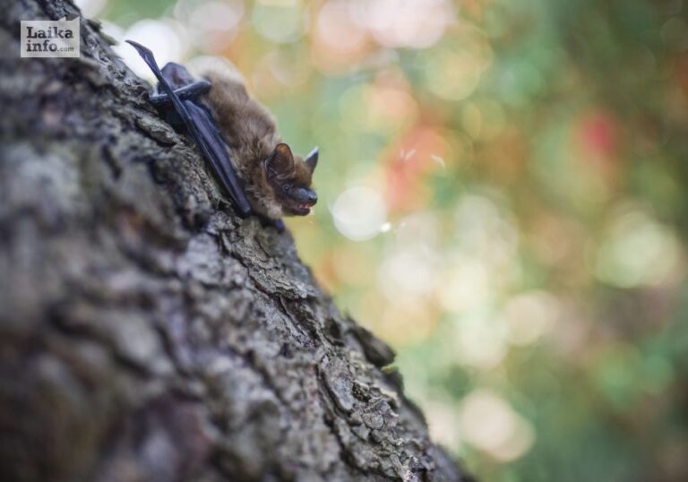 Летучие мыши | Фото: https://unsplash.com/@paige_cody