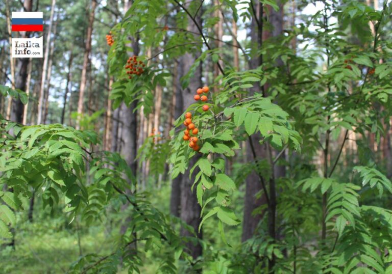 Новосибирск: Матвеевский лес