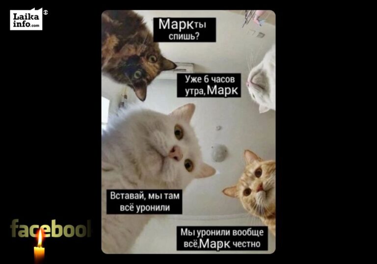 Разумеется пользователи рунета не смогли обойти вниманием знаменитую Наташу и ее котов