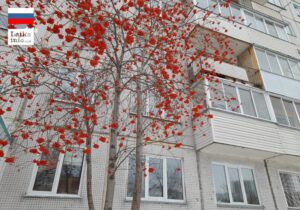 Новосибирск: оттенки серого и красной охры