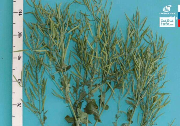 Новый сорт ярового рапса (Brassica napus L.)