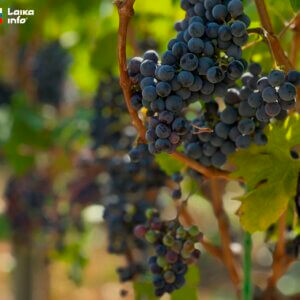«Фанагория» завершила сбор винограда