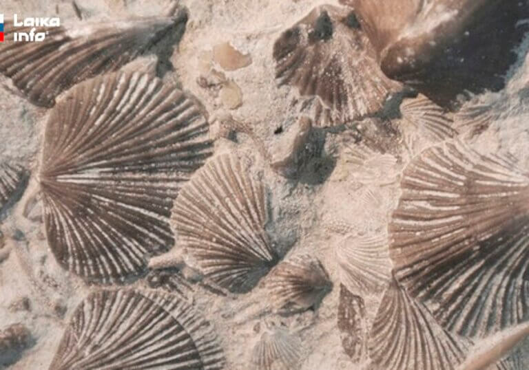 Окаменелые брахиоподы – ровесники Палеоазиатского океана