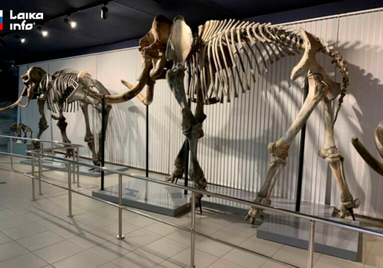 Скелеты мамонтов в экспозиции Новосибирского государственного краеведческого музея