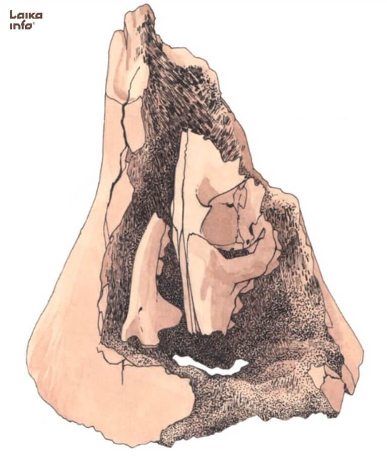 «Матрешка» со стоянки Волчья Грива в Каргатском районе Новосибирской области. В выдолбленной изнутри бедренной кости молодого мамонта выемке находились костные останки песца. Ученые предполагают, что находка могла использоваться палеолитическими жителями нашей области в ритуальных целях.