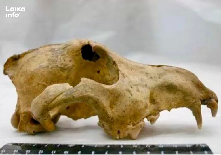 Череп собаки из пещеры Разбойничьей на территории республики Алтай, имеющий возраст 33 тысячи лет. Эта находка подтвердила мнение ученых, что одним из регионов, где в древности была одомашнена собака, являлась Сибирь.